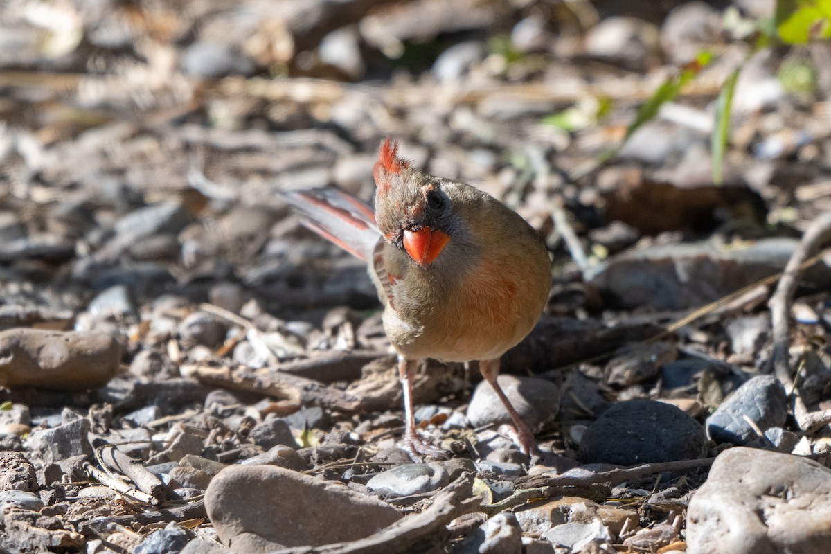 Northern Cardinal - ML651040961