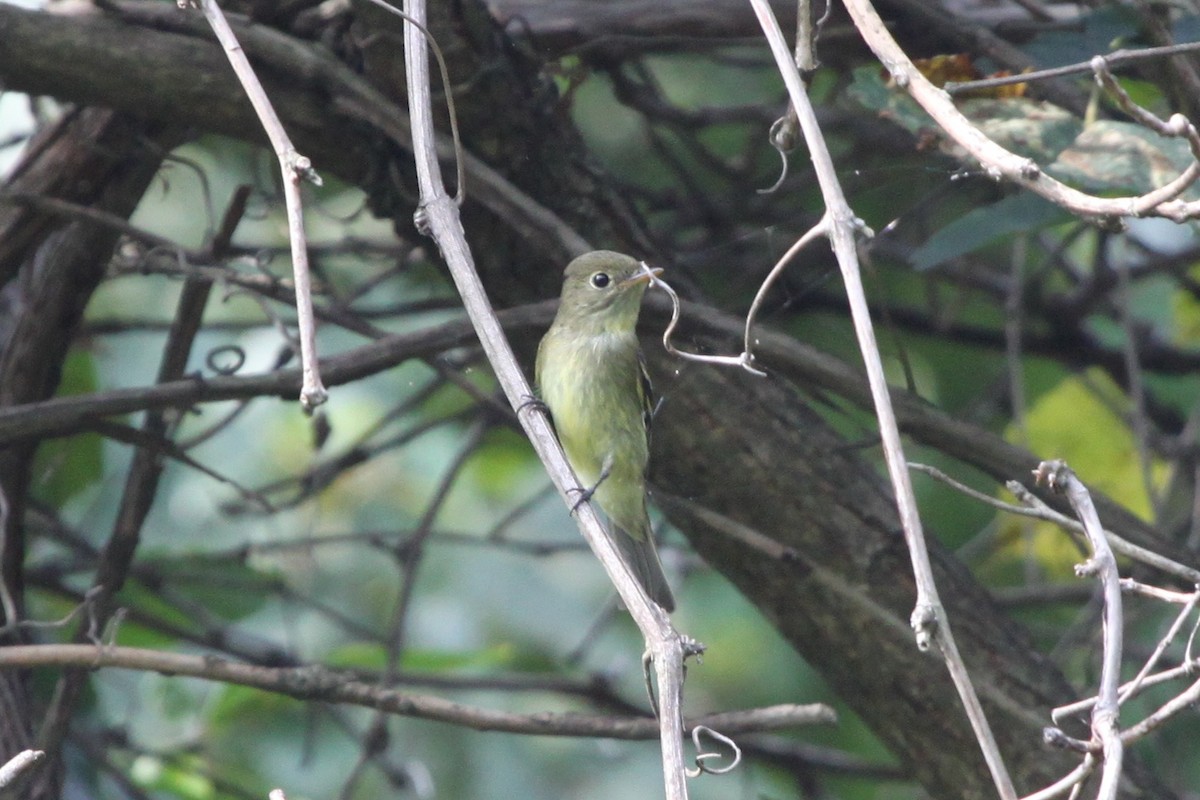 Sarı Karınlı Boreal Sinekkapan - ML651041188