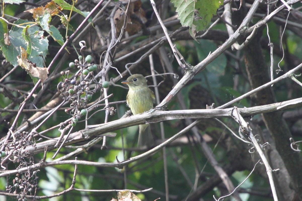 Sarı Karınlı Boreal Sinekkapan - ML651041305