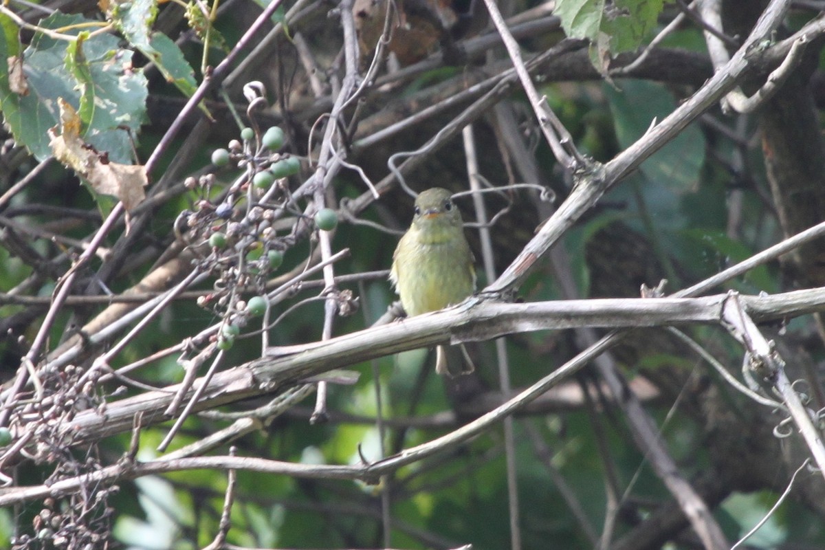 Sarı Karınlı Boreal Sinekkapan - ML651041364