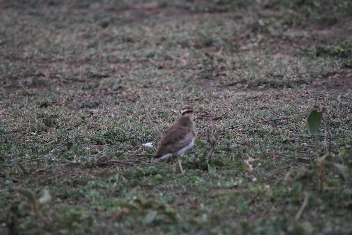Courvite de Temminck - ML651041458