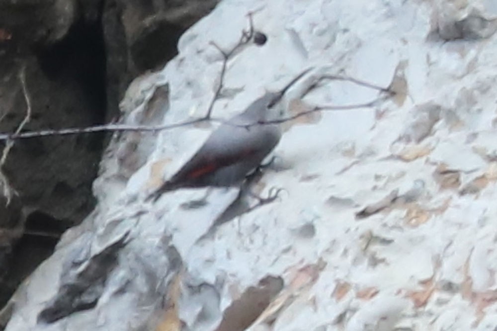 Стенолаз - ML651041503