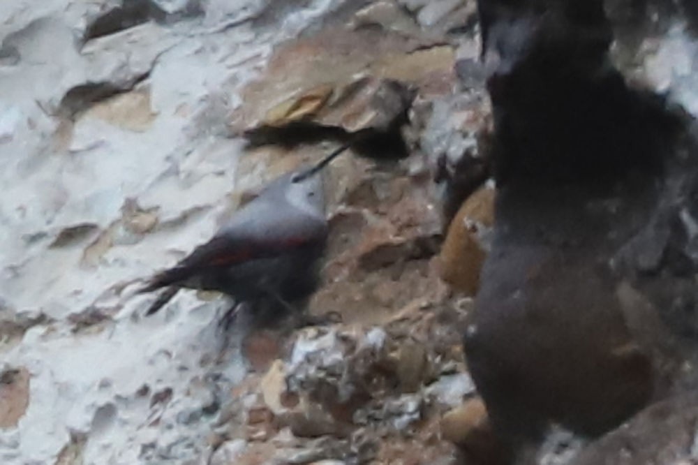 Стенолаз - ML651041504