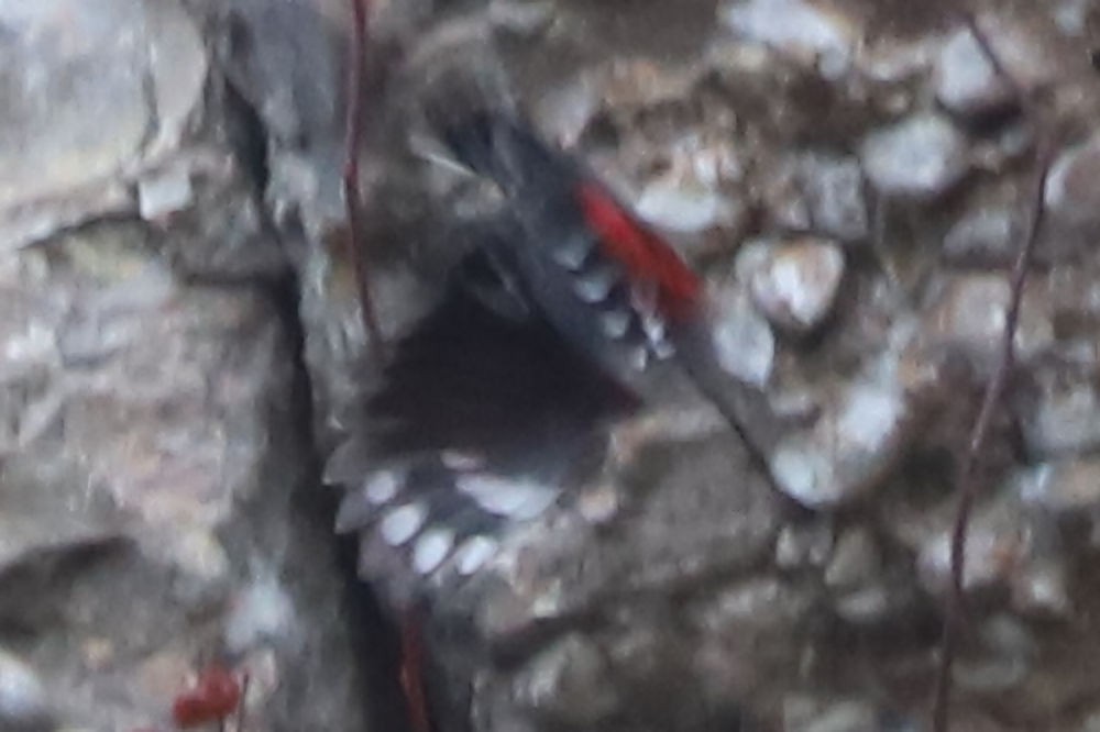 Стенолаз - ML651041505