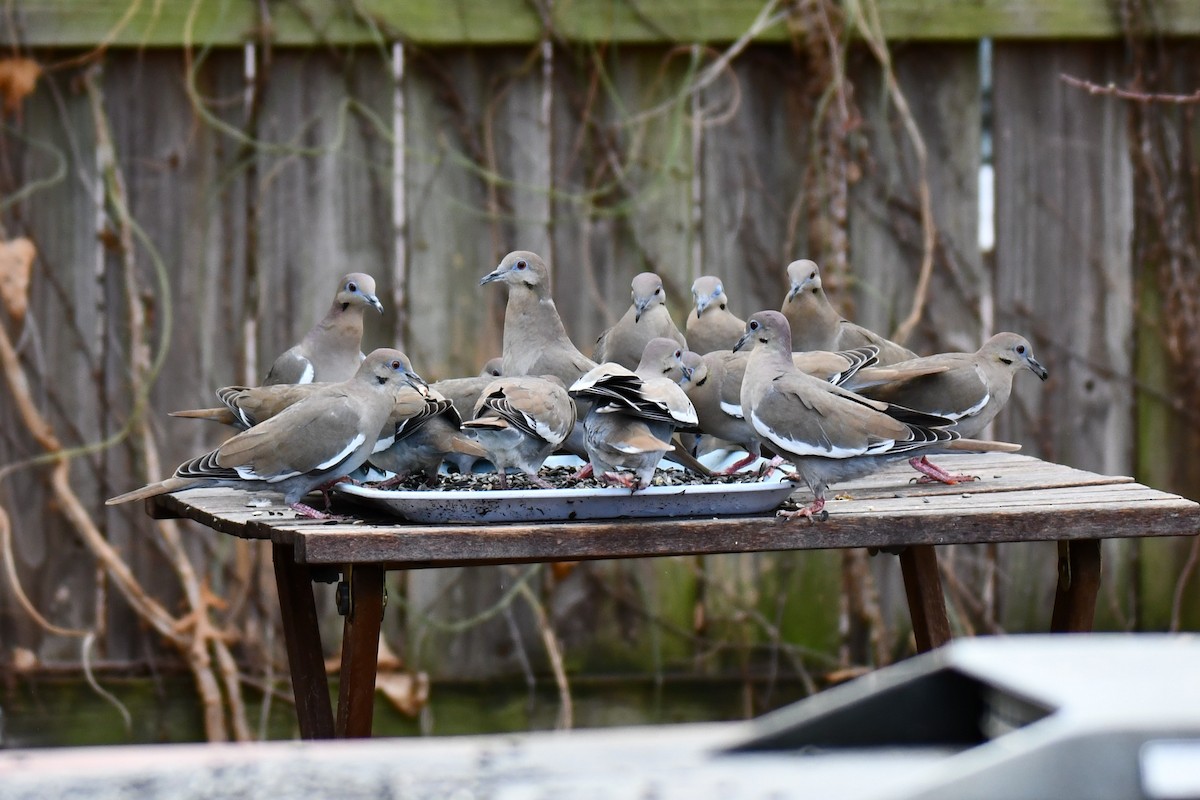 hvitvingedue - ML651041825