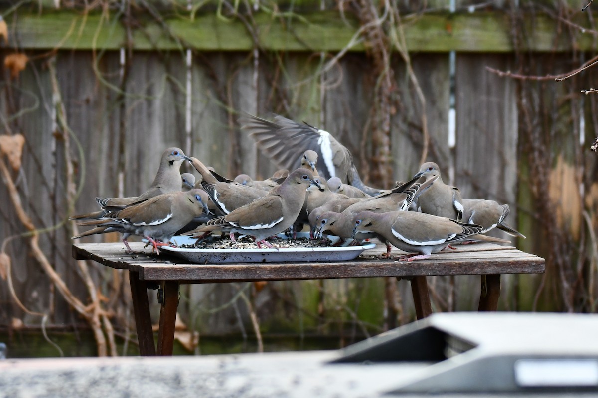 hvitvingedue - ML651041826