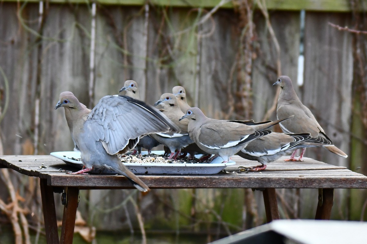 hvitvingedue - ML651041827