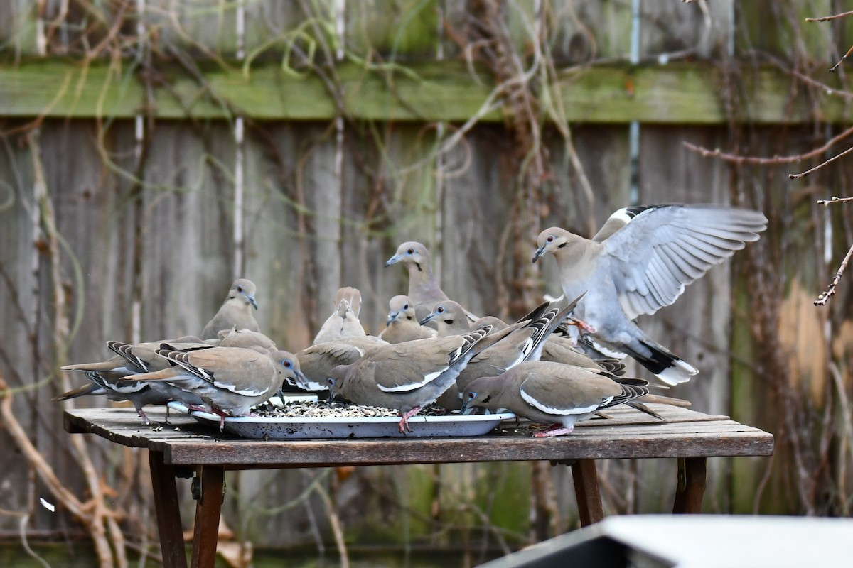 hvitvingedue - ML651041828