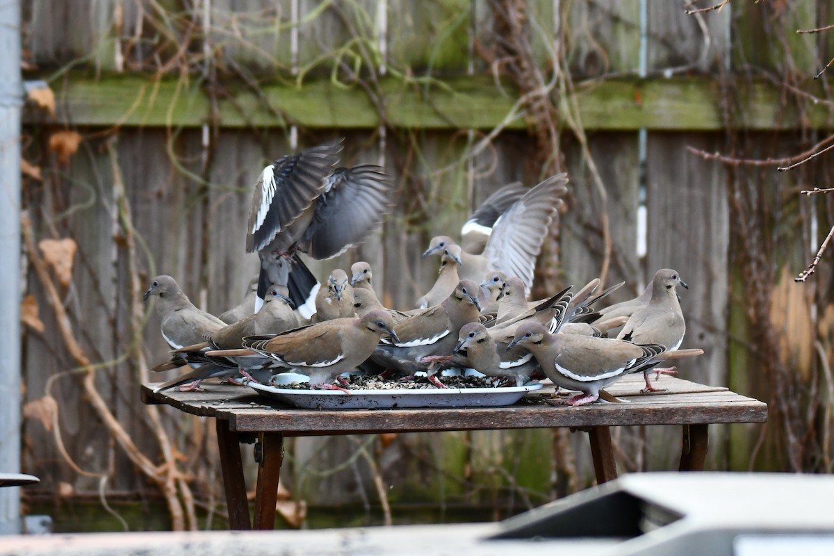 hvitvingedue - ML651041829