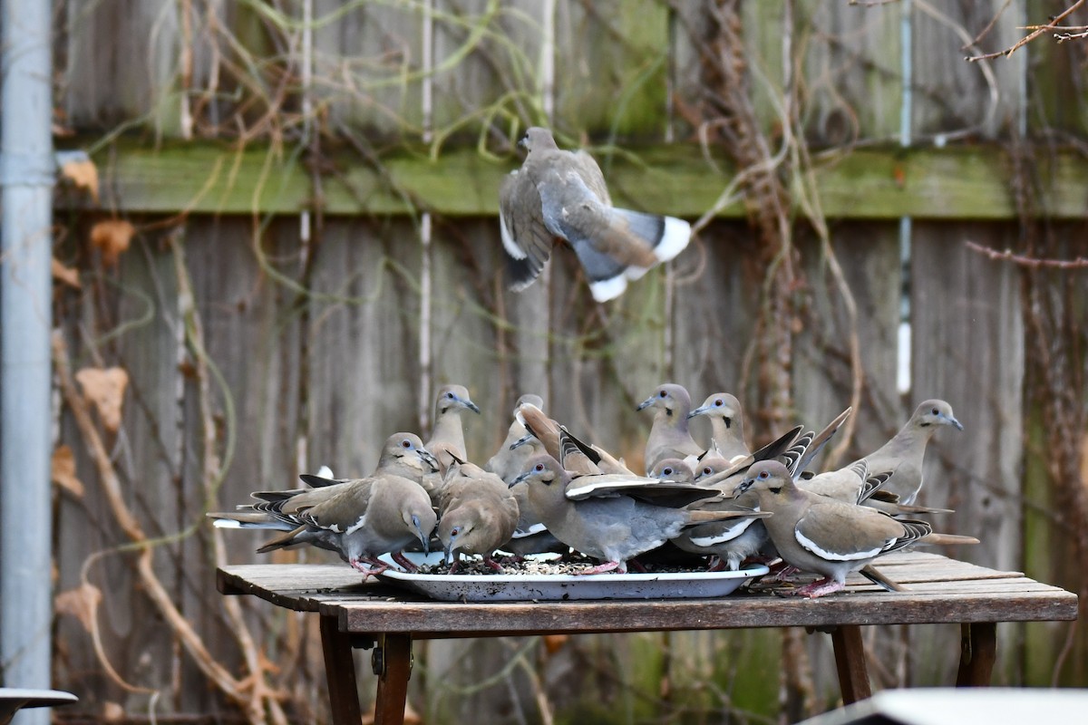 hvitvingedue - ML651041830