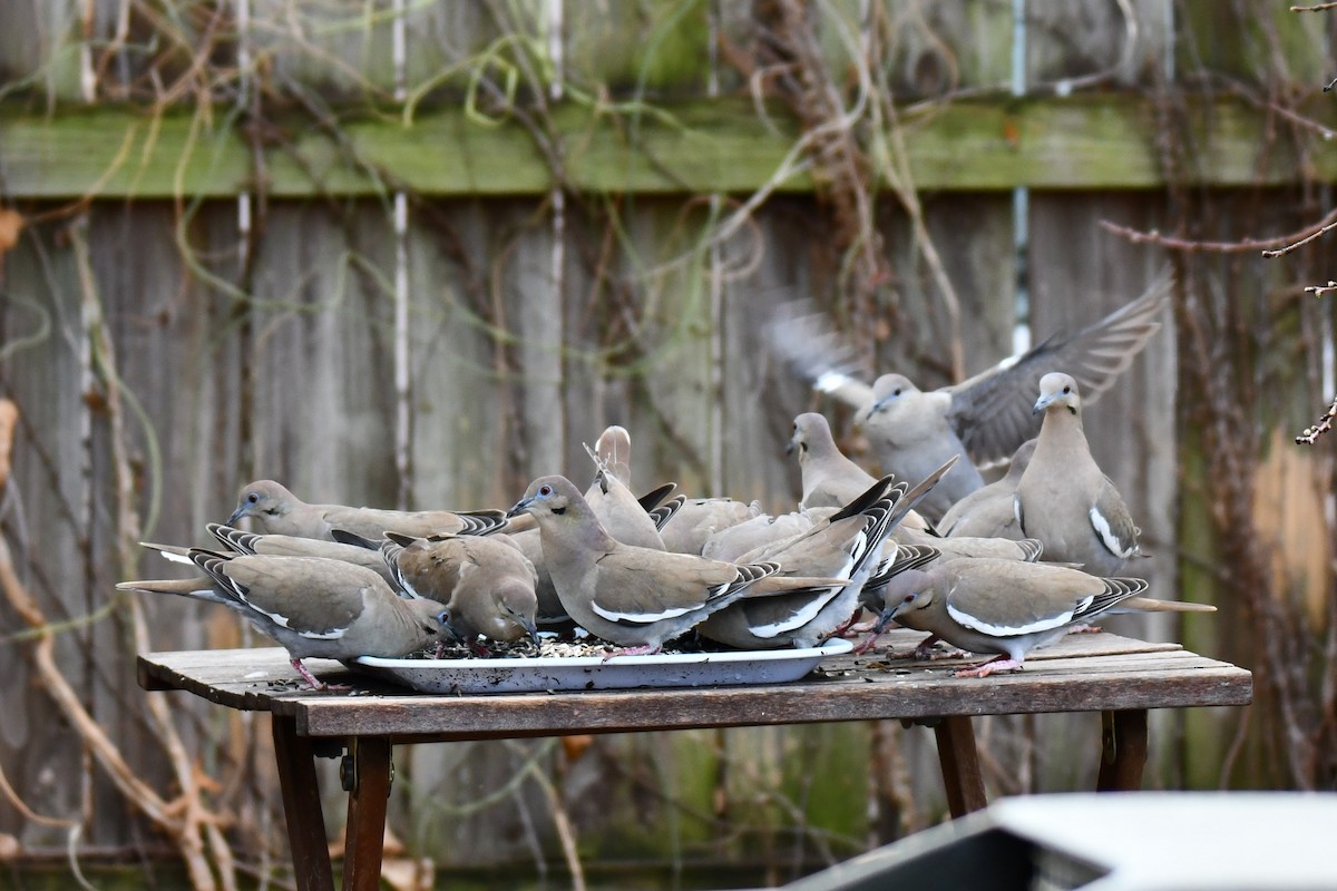 hvitvingedue - ML651041831