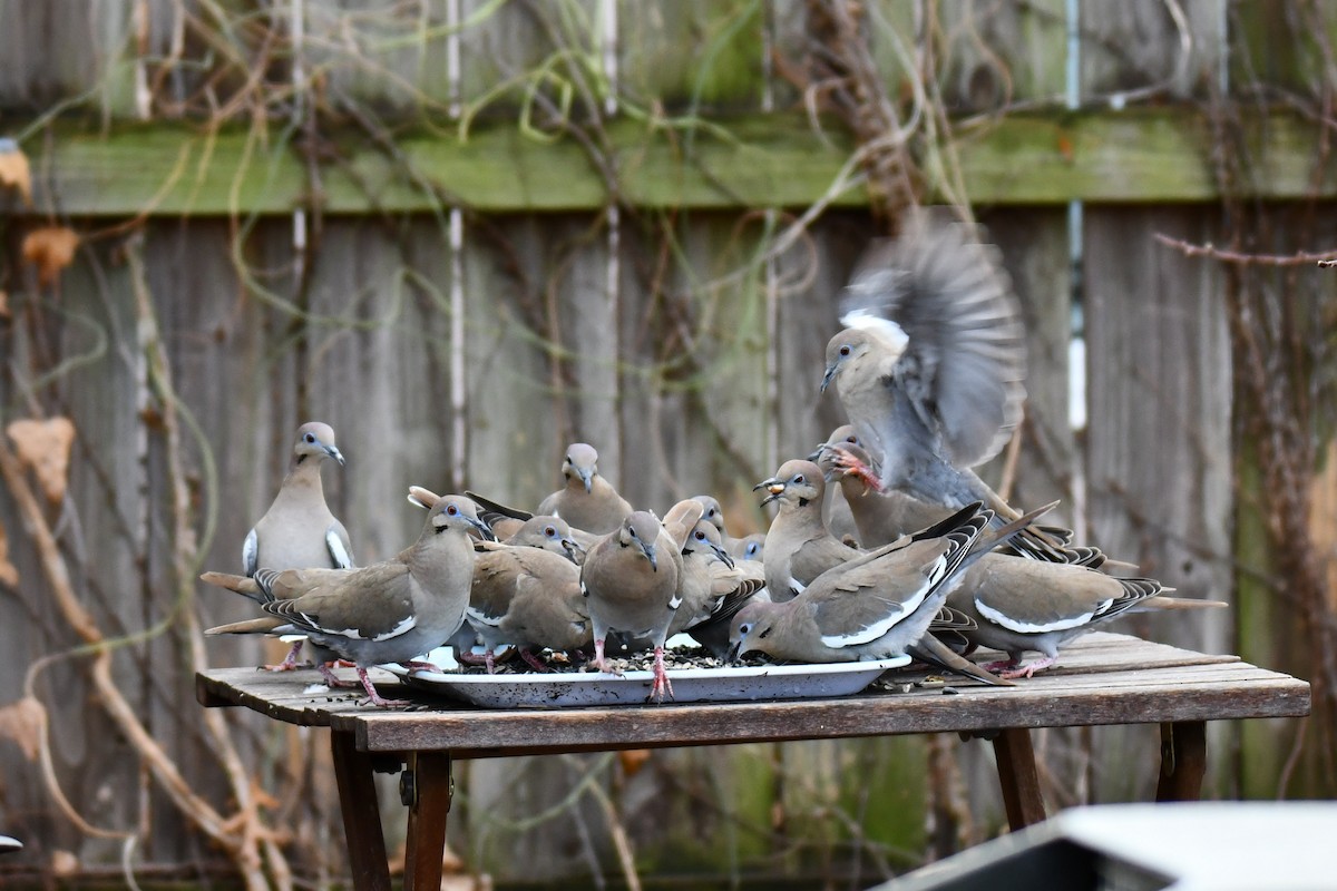 hvitvingedue - ML651041832