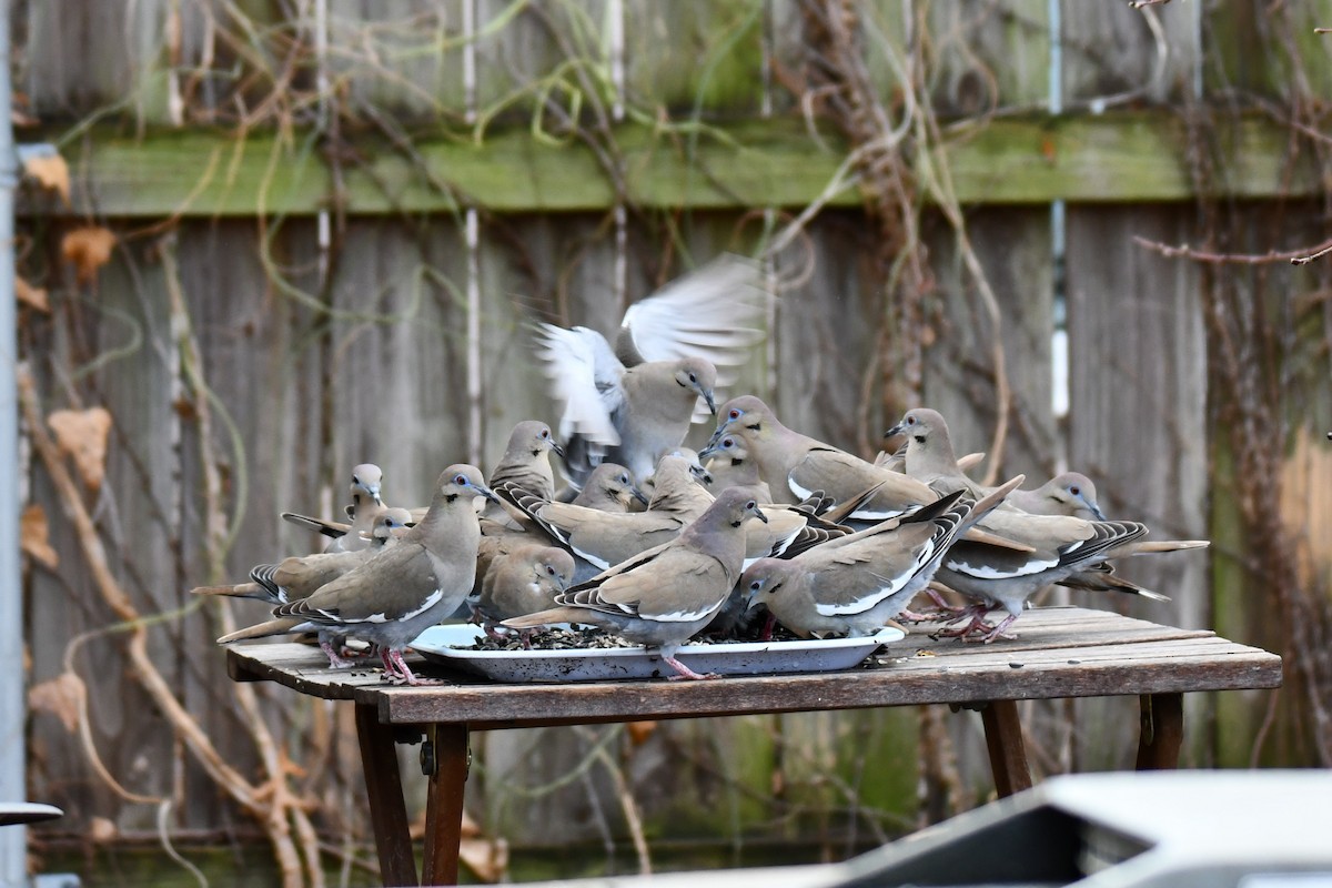 hvitvingedue - ML651041833