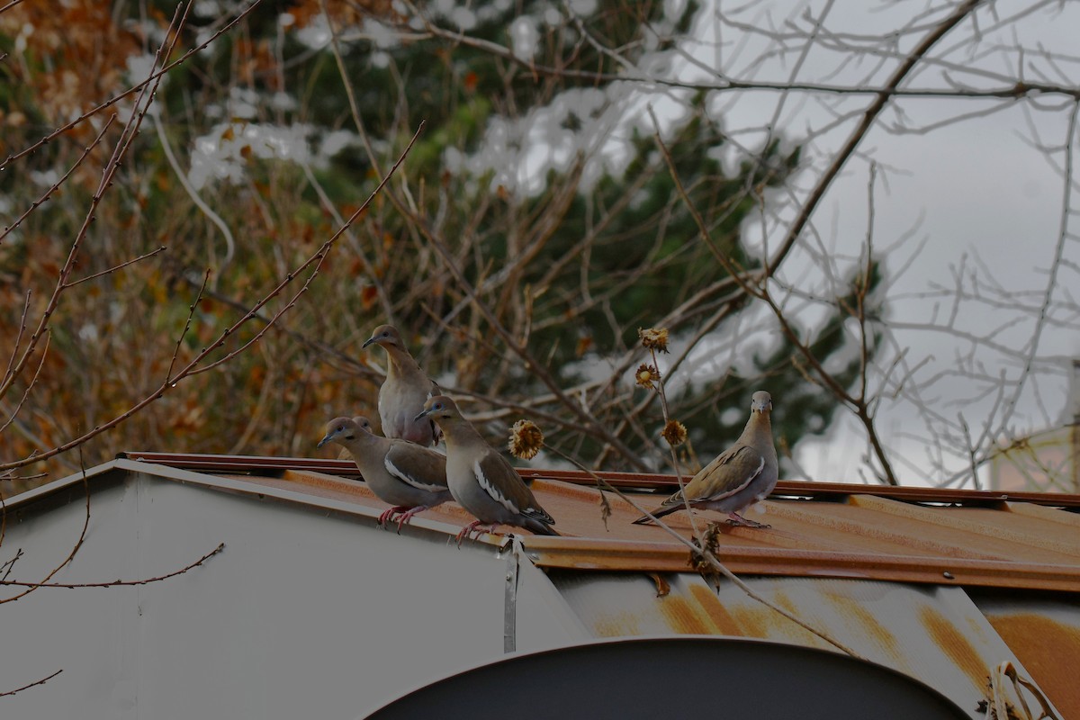 hvitvingedue - ML651041834