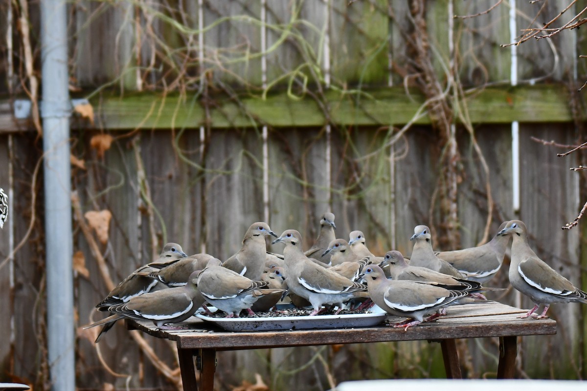 hvitvingedue - ML651041835