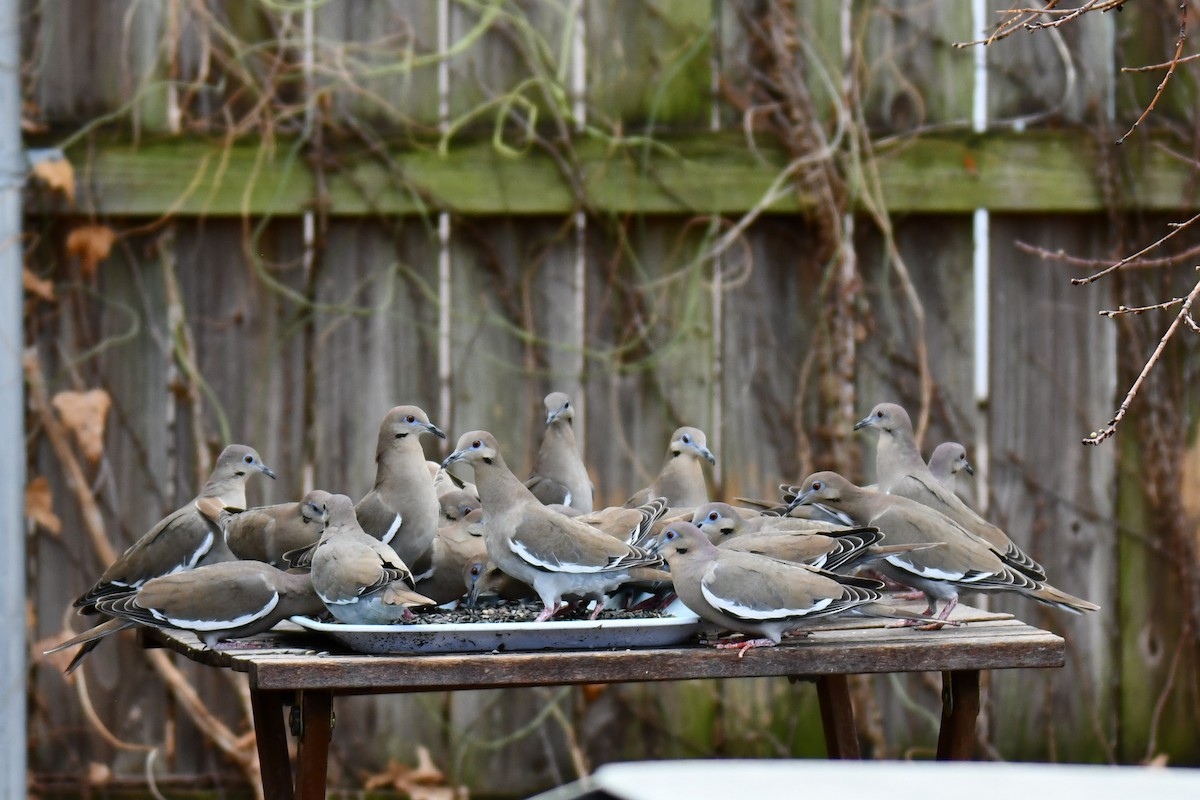 hvitvingedue - ML651041836