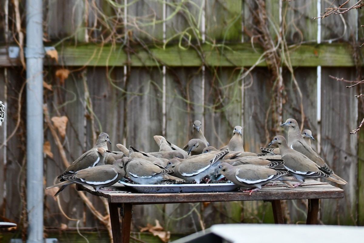 hvitvingedue - ML651041837