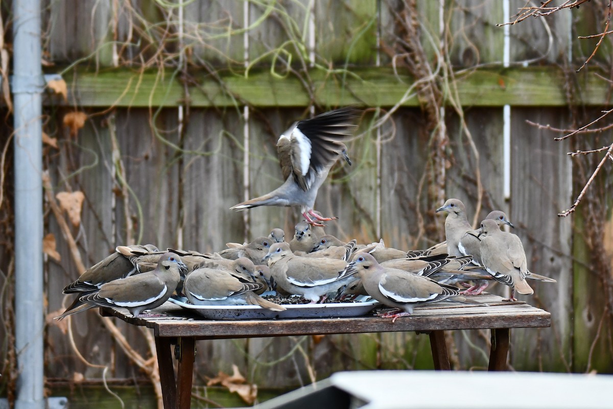 hvitvingedue - ML651041838