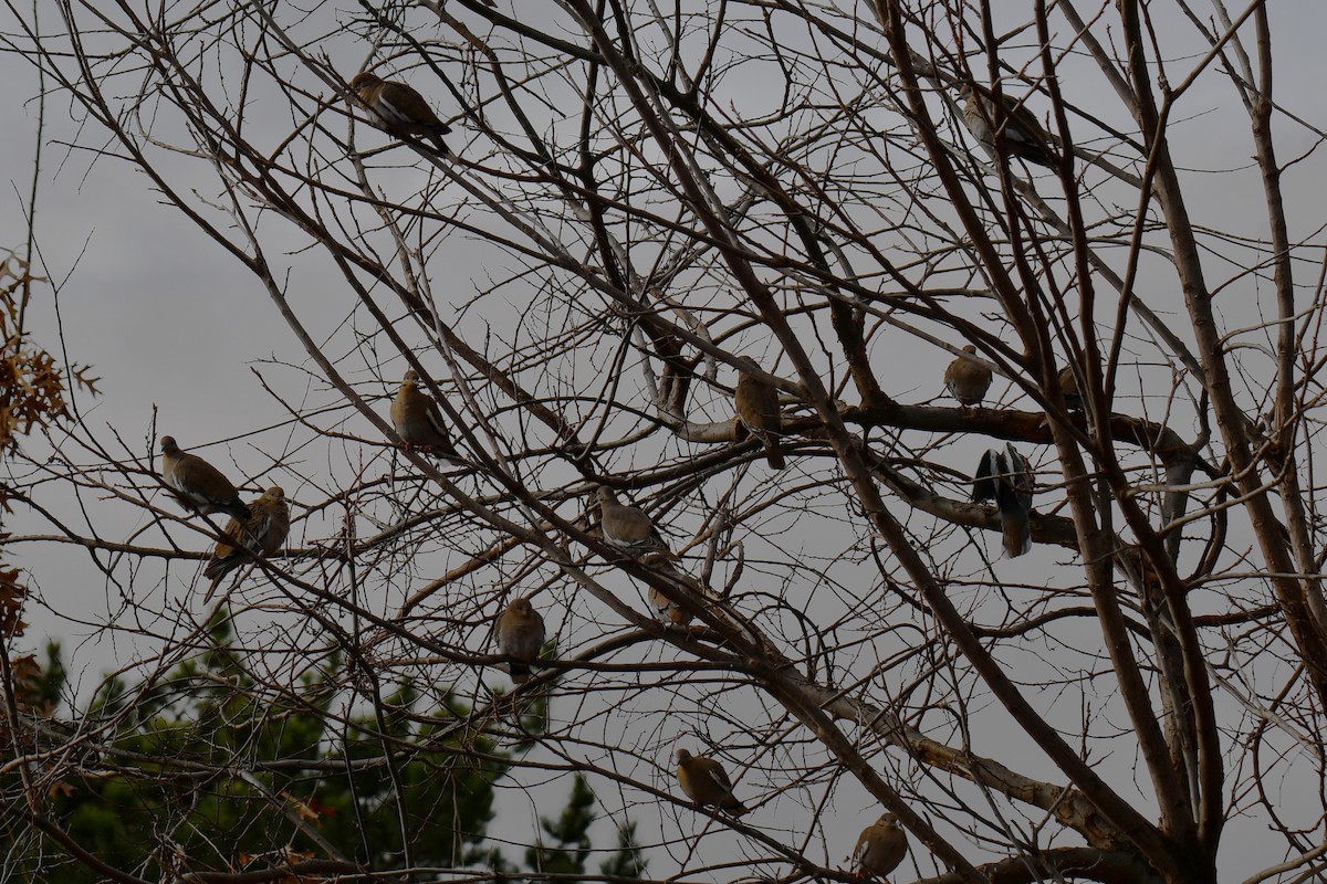 hvitvingedue - ML651041839