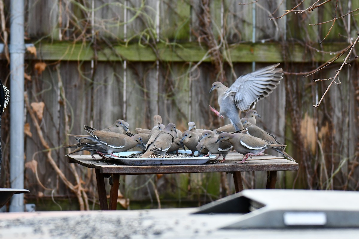 hvitvingedue - ML651041842