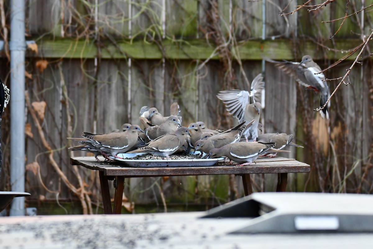 hvitvingedue - ML651041843