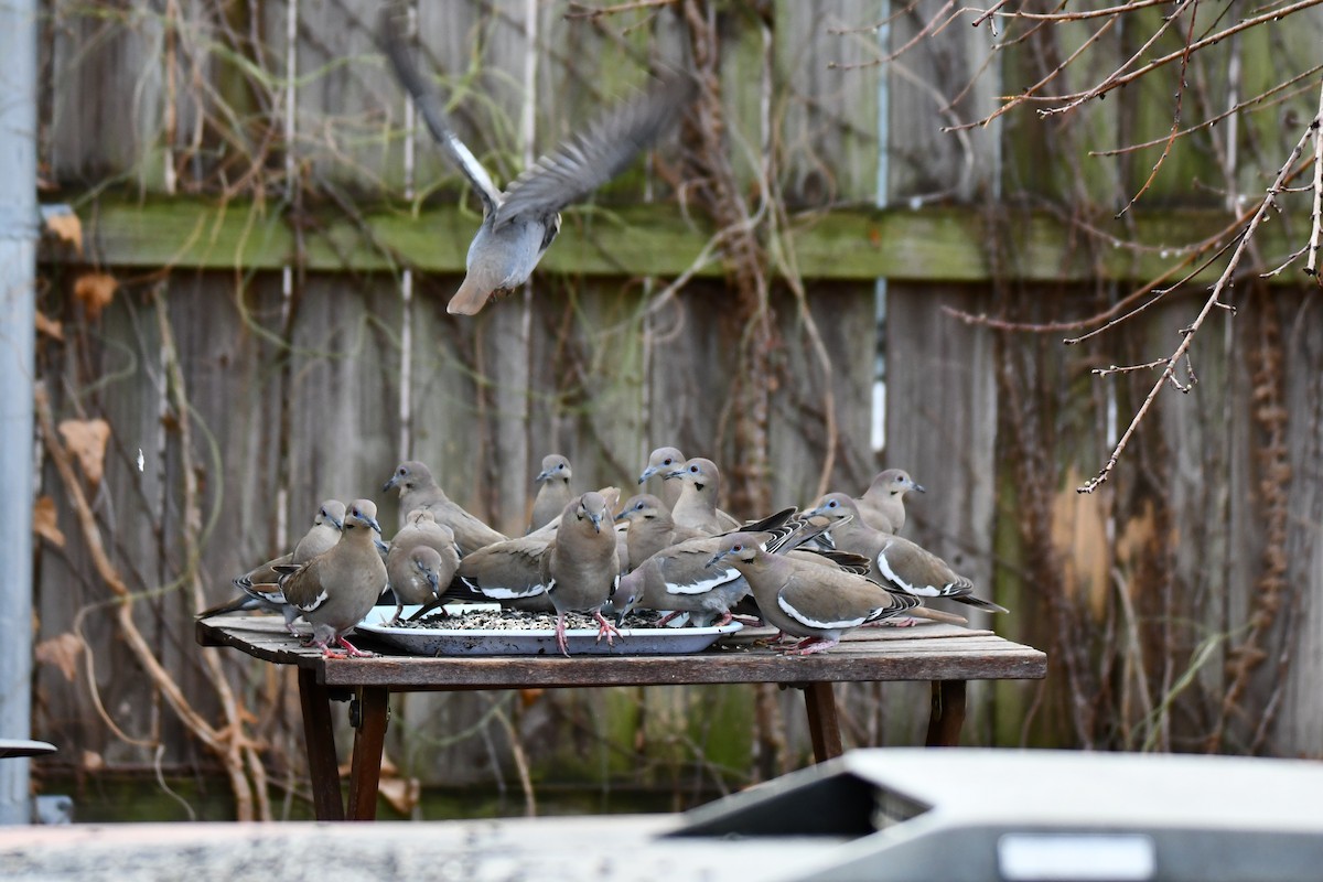 hvitvingedue - ML651041844