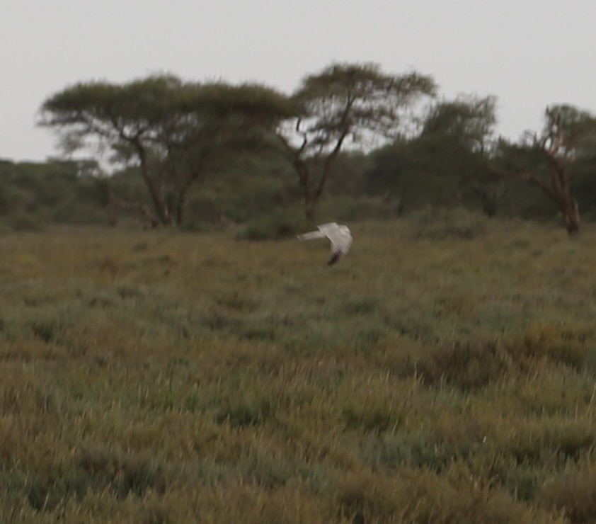 Busard pâle - ML651041883