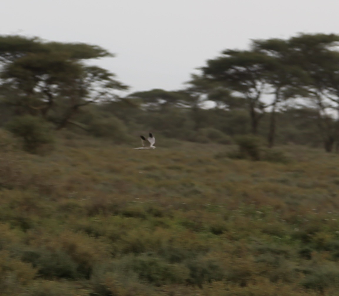 Busard pâle - ML651041884