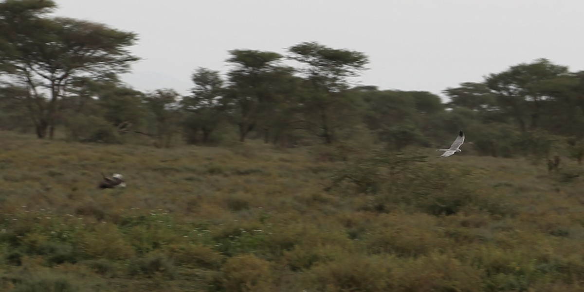 Busard pâle - ML651041885