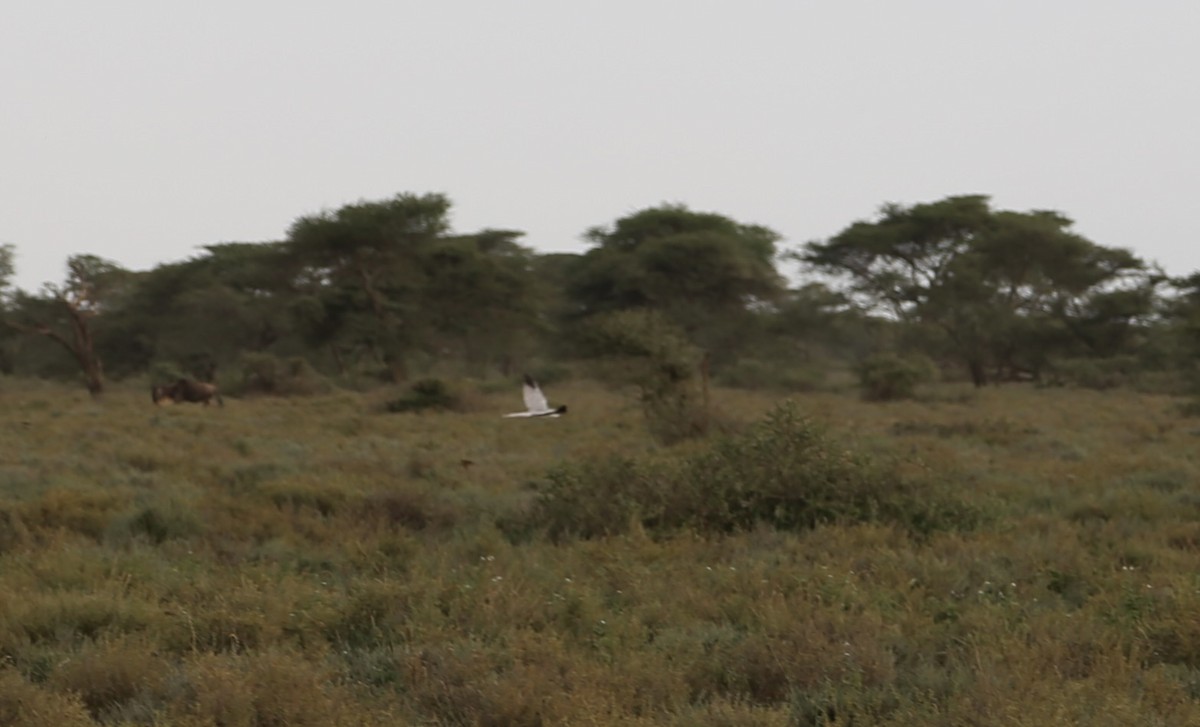 Busard pâle - ML651041886