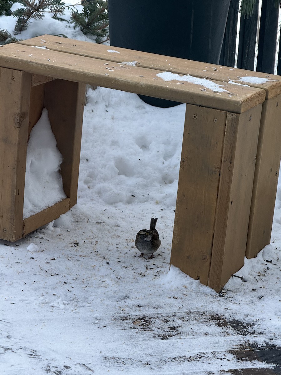 White-throated Sparrow - ML651041921