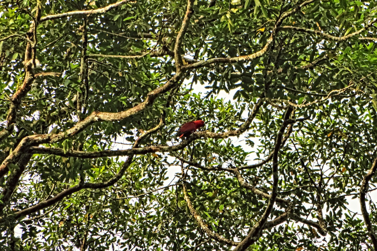 Papuan Eclectus - ML651042164