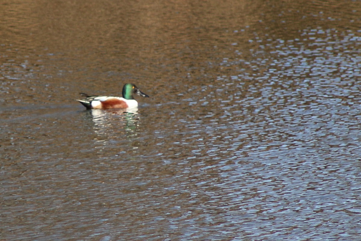 Northern Shoveler - ML651042283