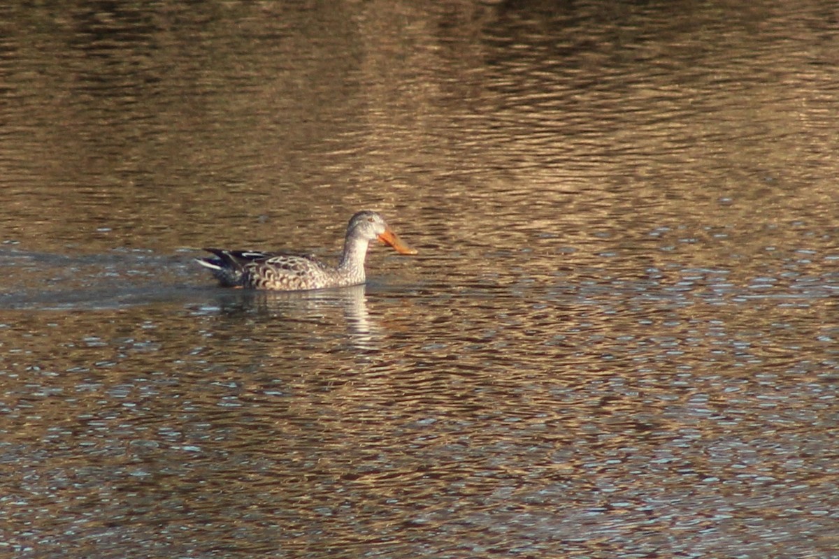 Northern Shoveler - ML651042284