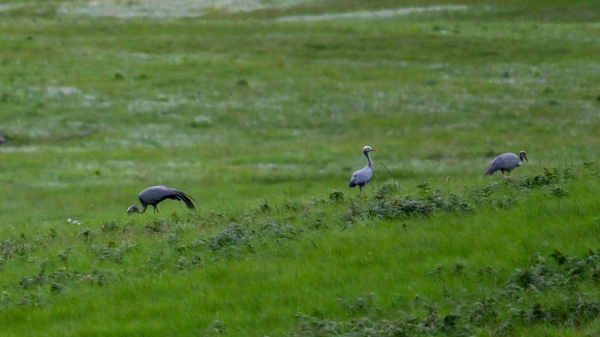 Blue Crane - ML651042318