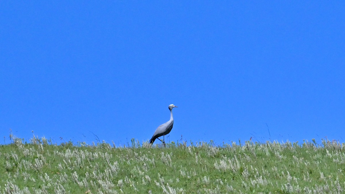Blue Crane - ML651042365