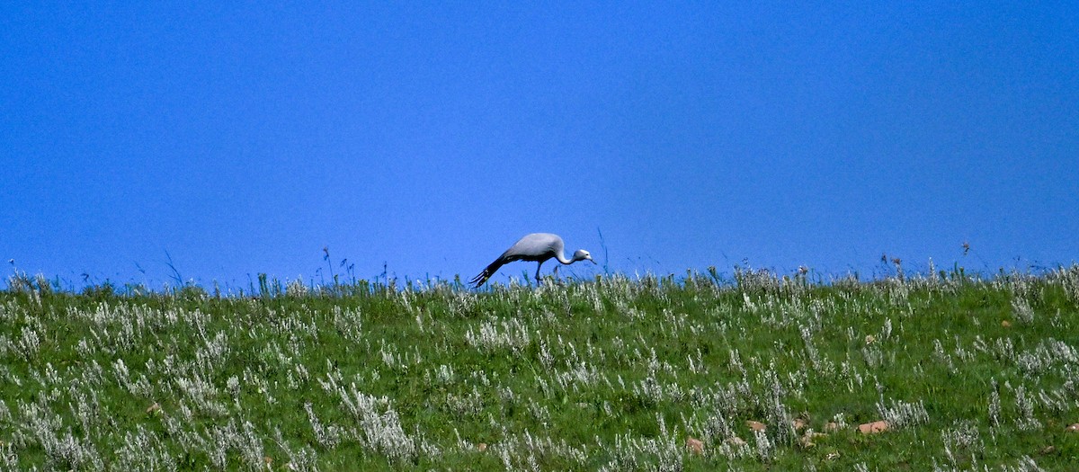 Blue Crane - ML651042366