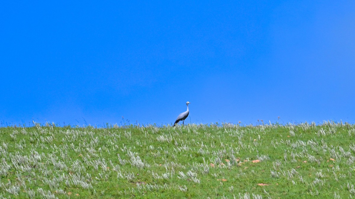 Blue Crane - ML651042367