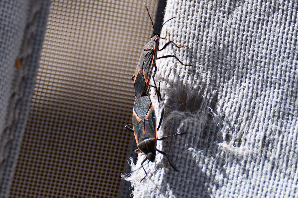 Animals - ML651042645