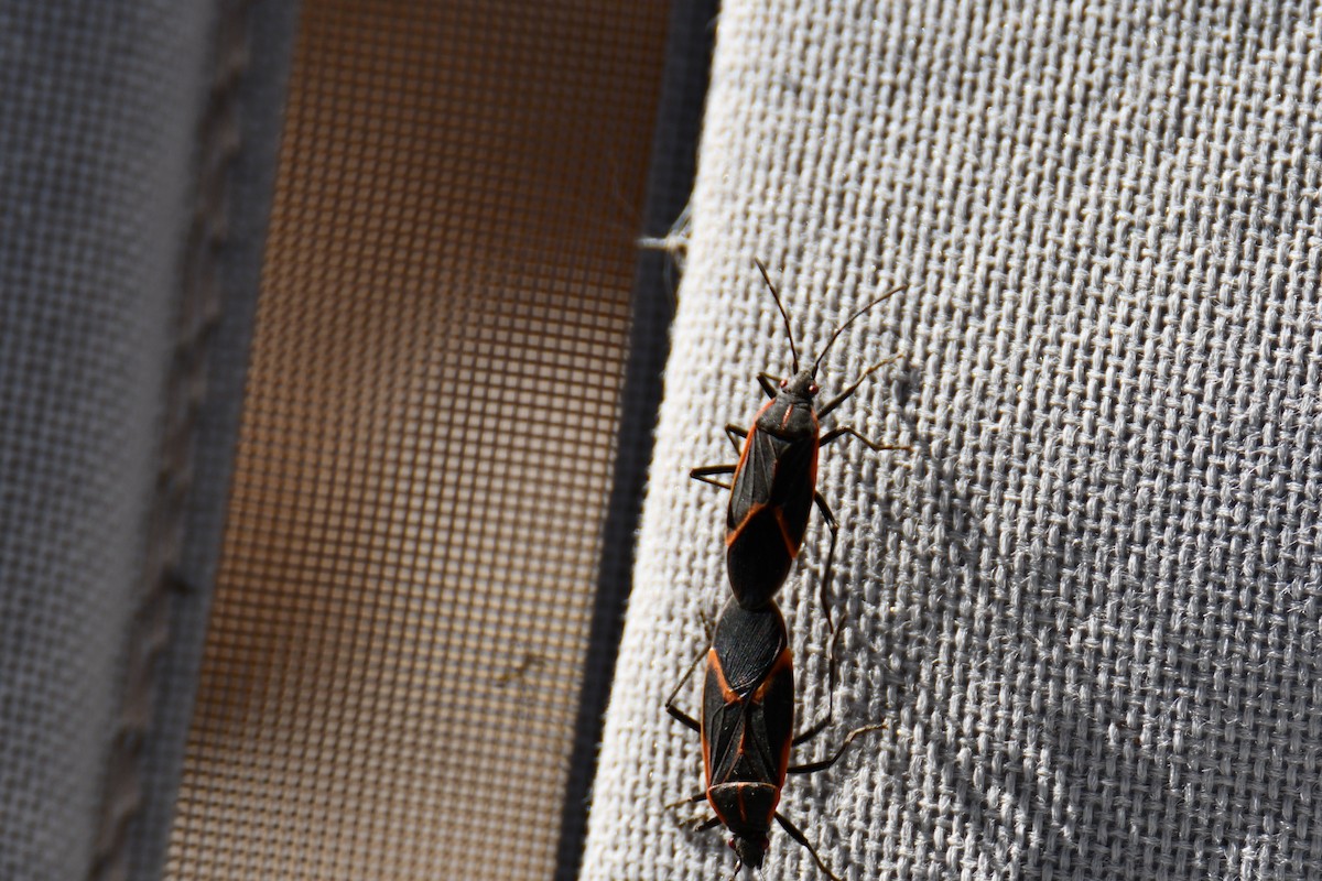 Animals - ML651042646