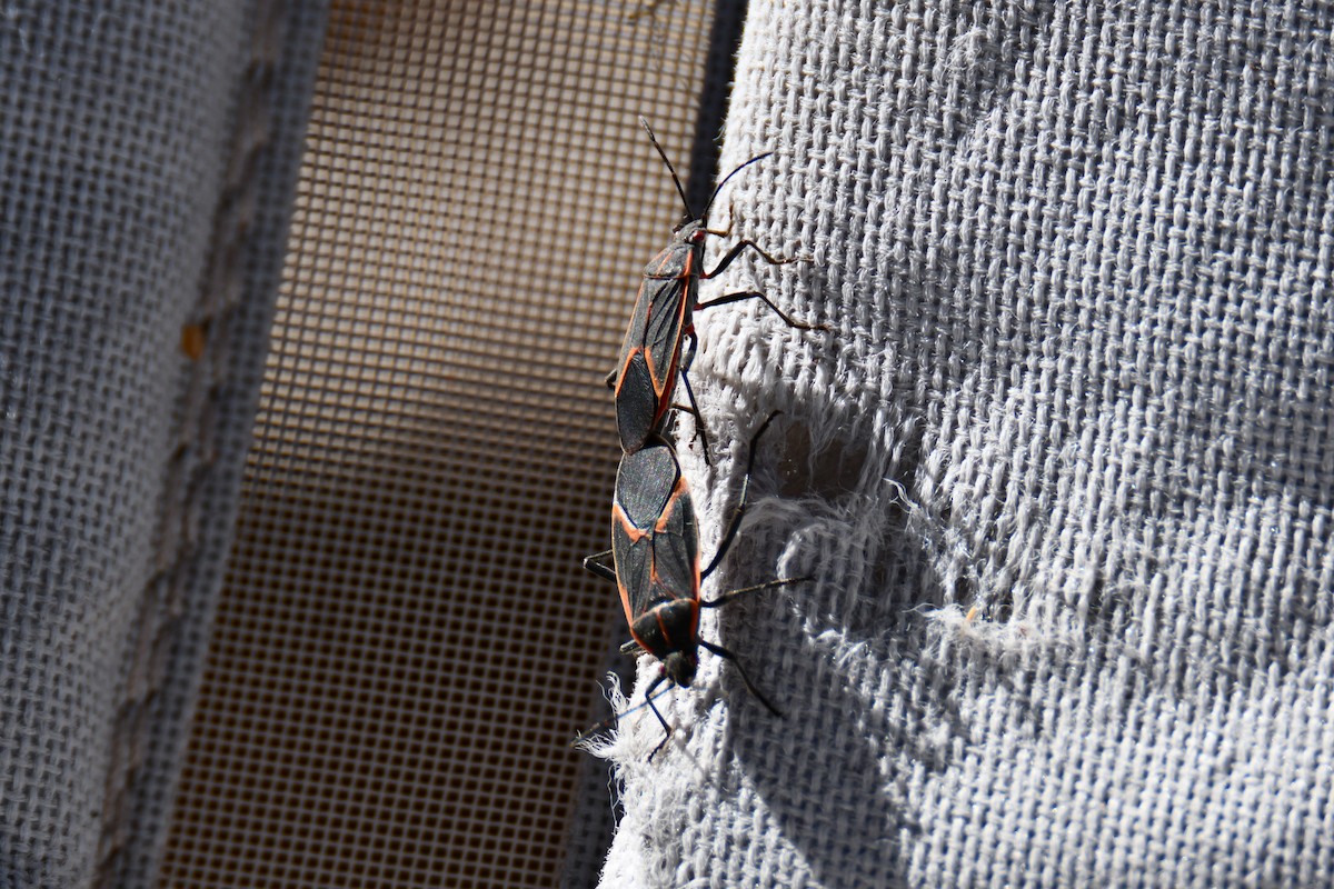 Animals - ML651042647