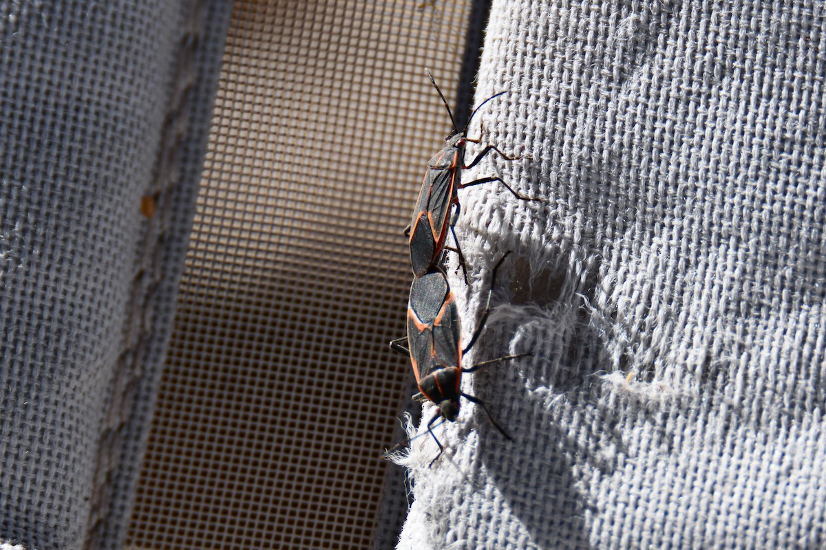 Animals - ML651042648