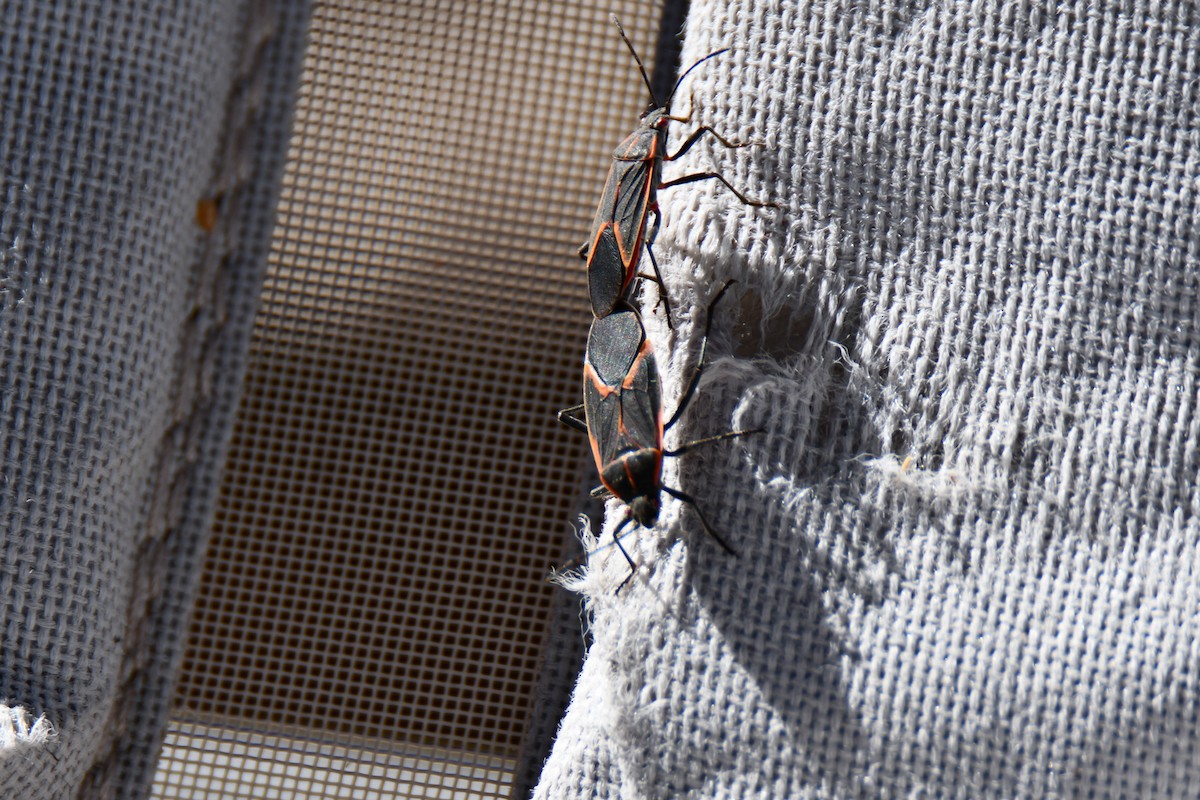 Animals - ML651042649