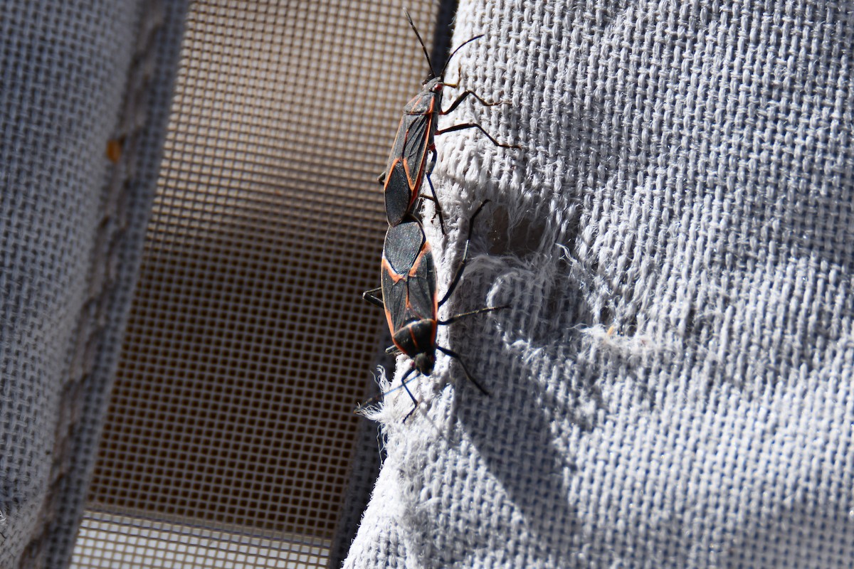 Animals - ML651042650