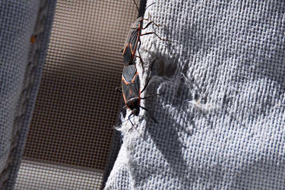 Animals - ML651042652