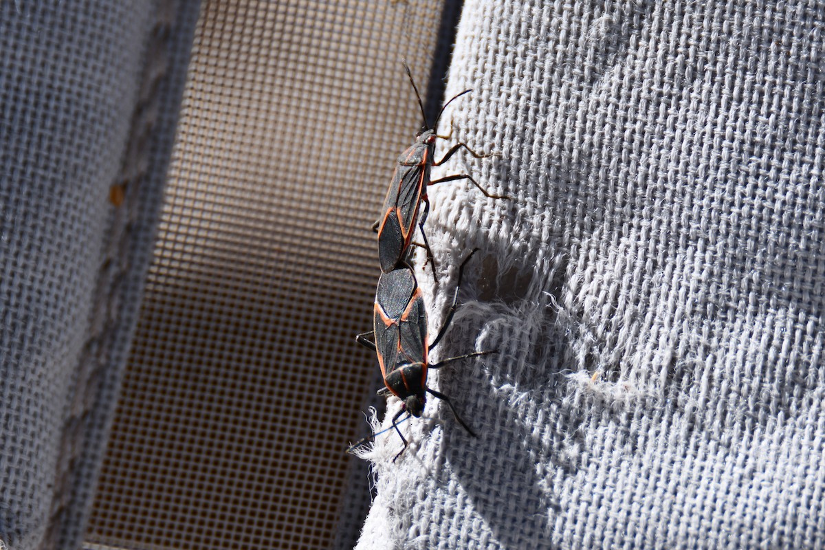 Animals - ML651042653