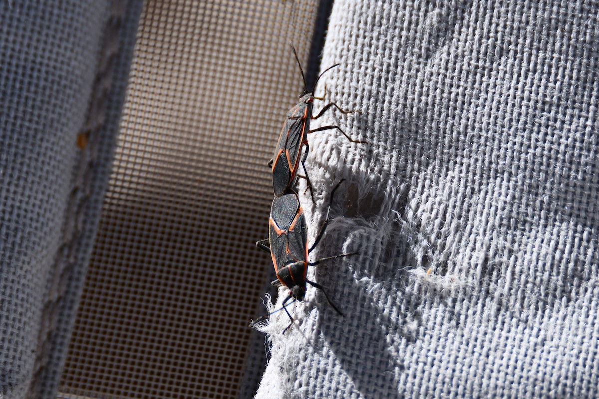 Animals - ML651042654