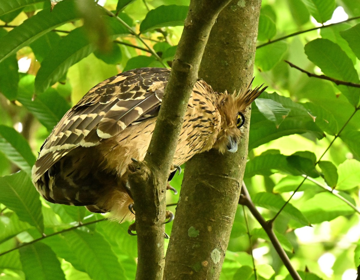 Пугач-рибоїд малазійський - ML651042737