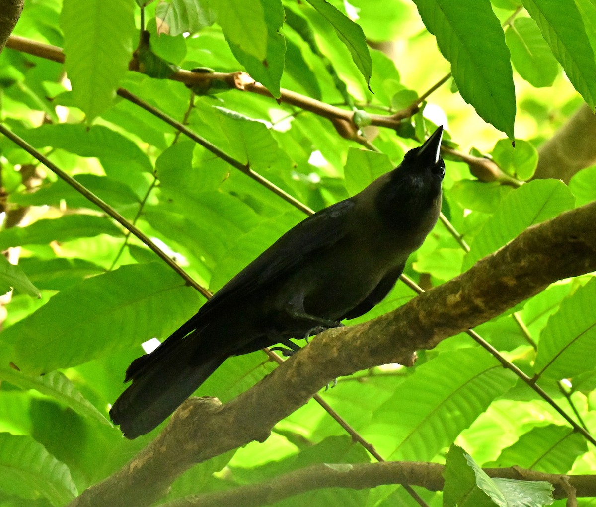 Ворона індійська - ML651042740