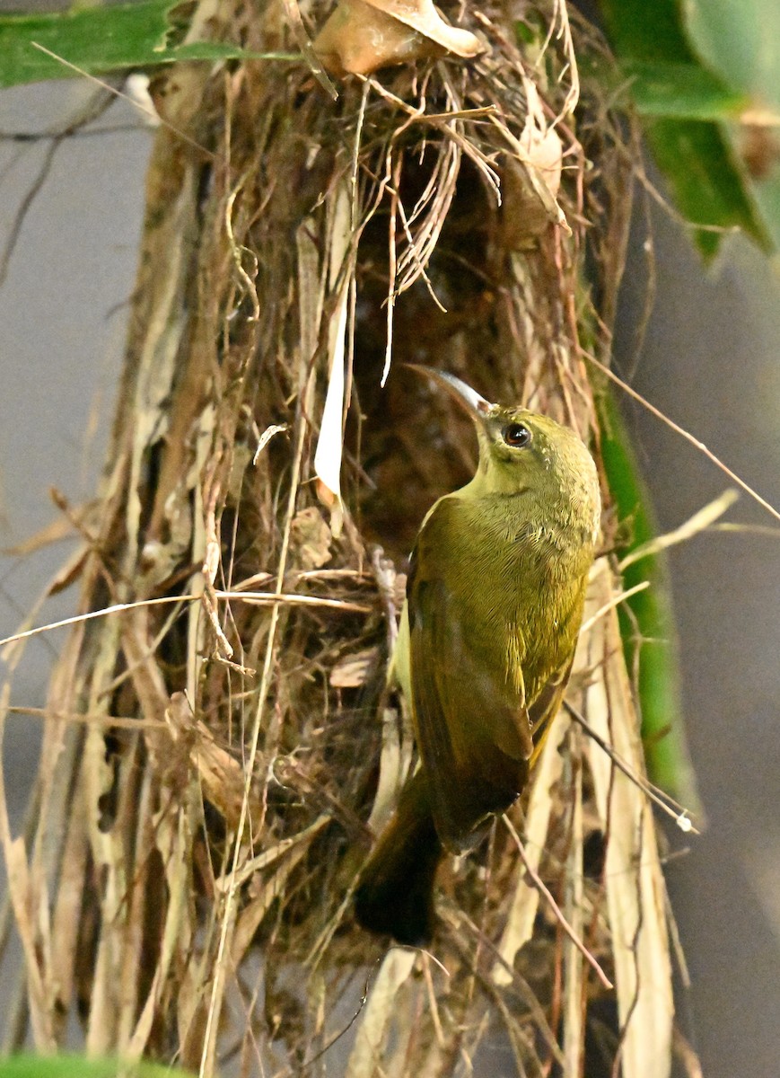 Сіпарая червона - ML651042745